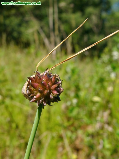 Allium oleraceum