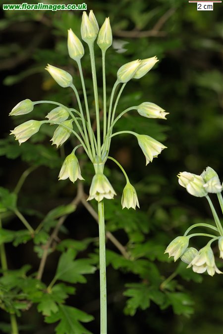 Allium siculum