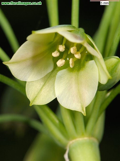 Allium siculum