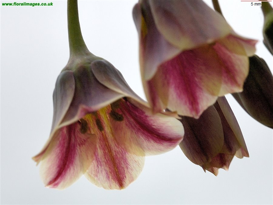Allium siculum