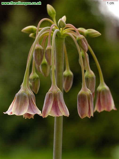 Allium siculum