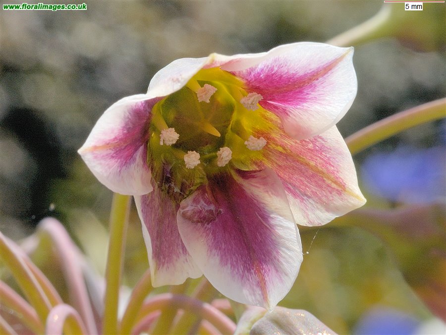 Allium siculum