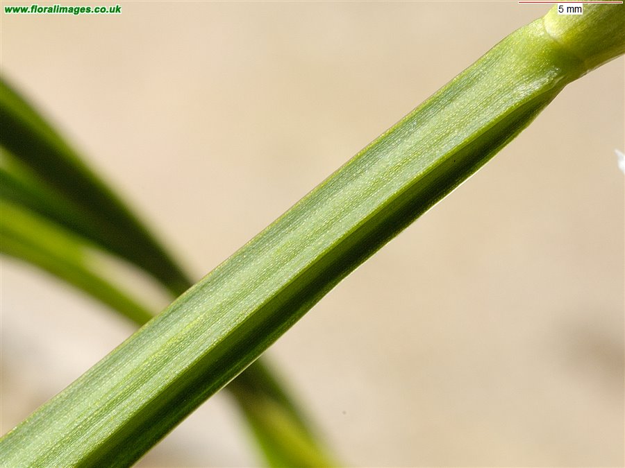 Allium triquetrum