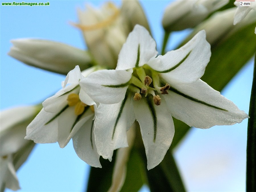 Allium triquetrum
