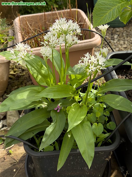 Allium ursinum