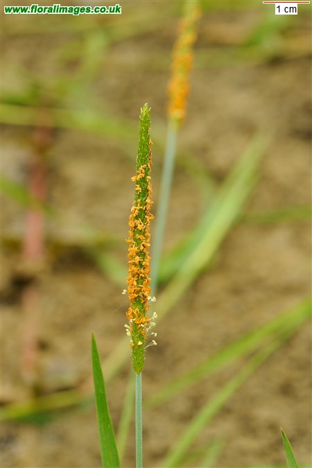 Alopecurus aequalis