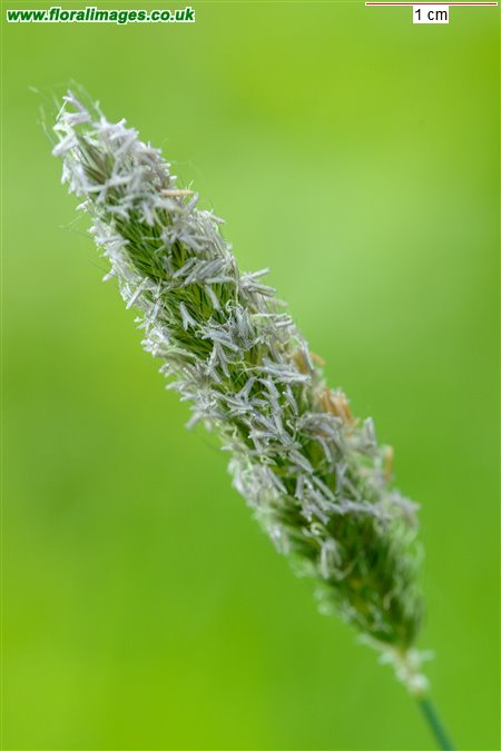 Alopecurus pratensis