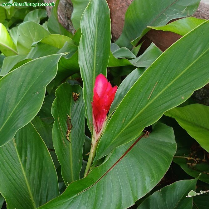Alpinia purpurata