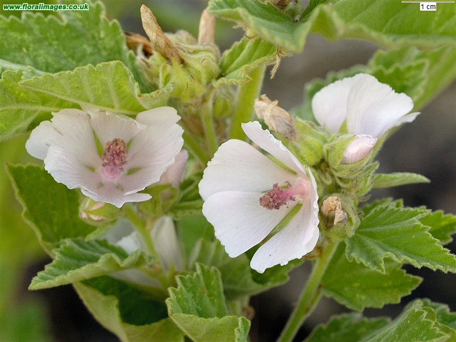 Althaea officinalis