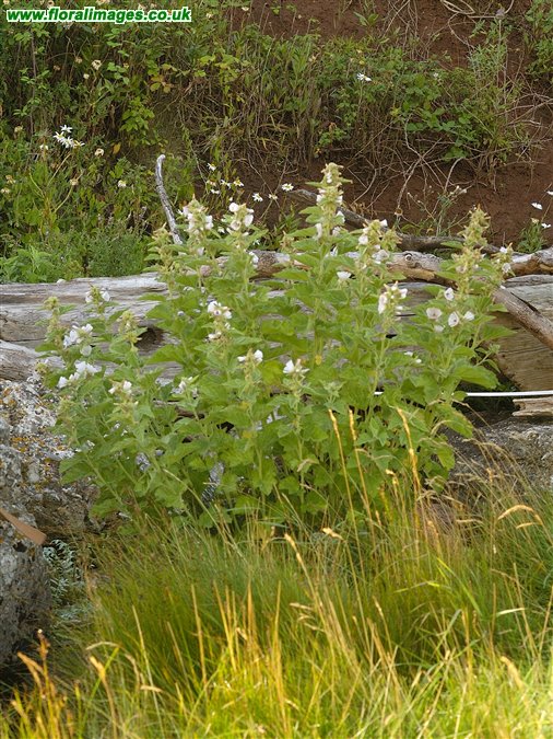 Althaea officinalis