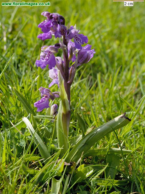 Anacamptis morio