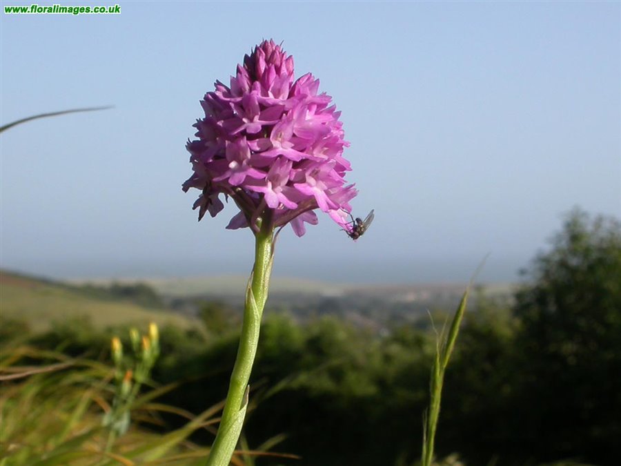 Anacamptis pyramidalis