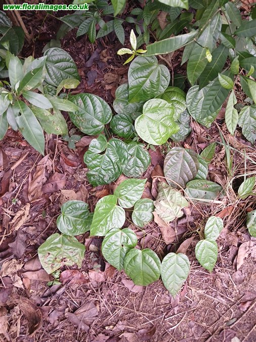 Anamirta cocculus