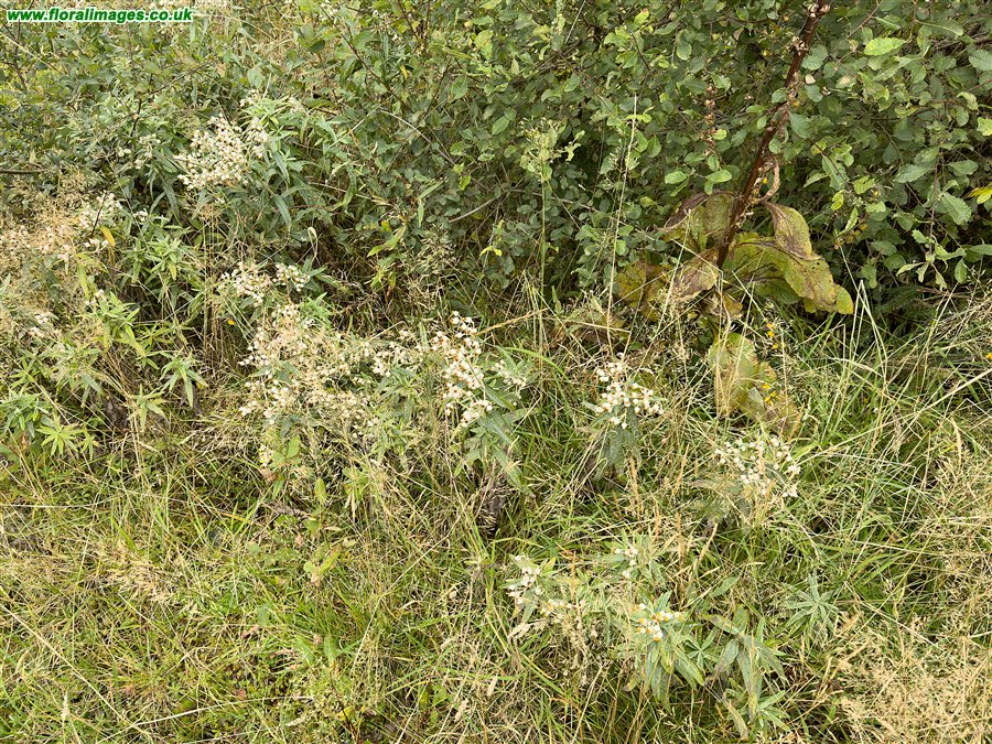 Anaphalis margaritacea