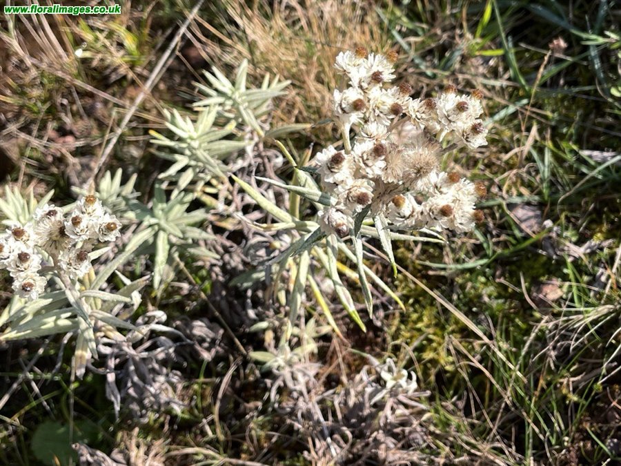 Anaphalis margaritacea