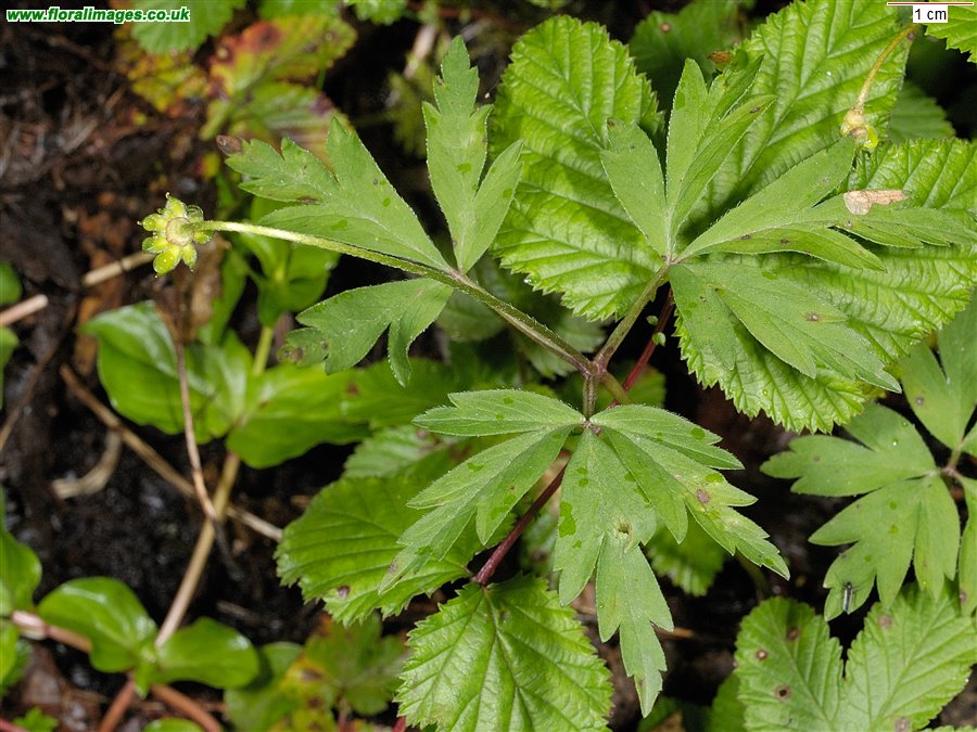 Anemone nemorosa
