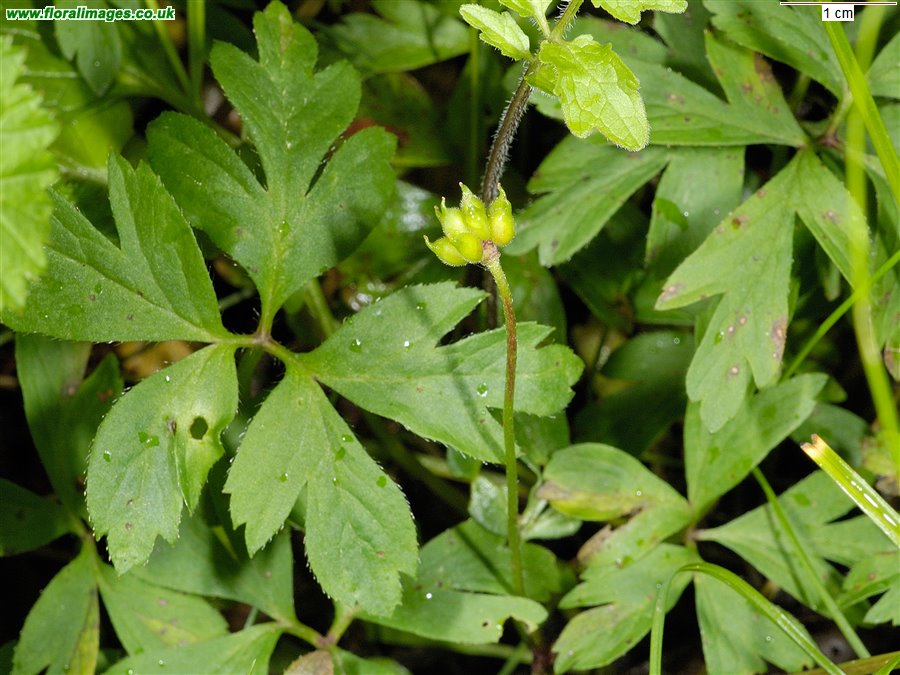 Anemone nemorosa