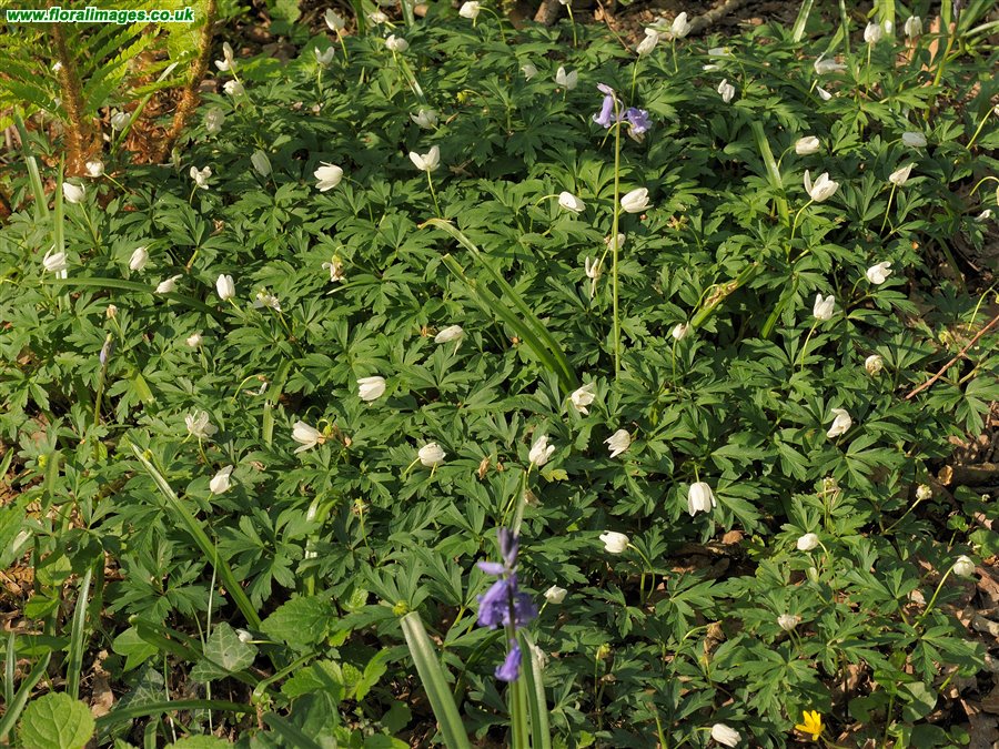 Anemone nemorosa