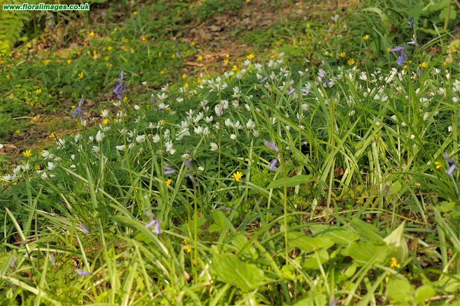 Anemone nemorosa