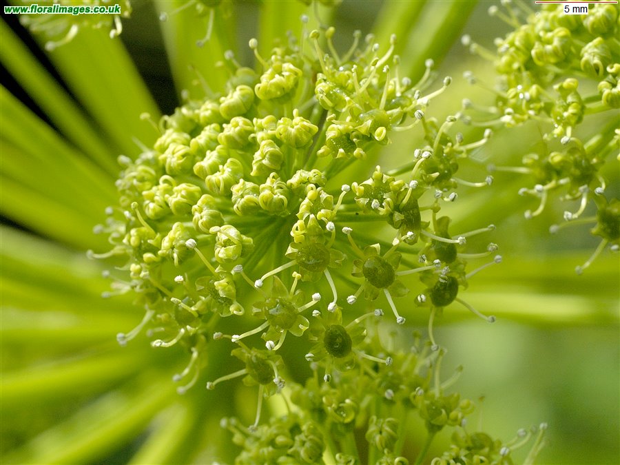 Angelica archangelica