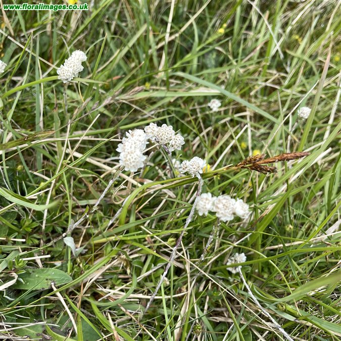 Antennaria dioica
