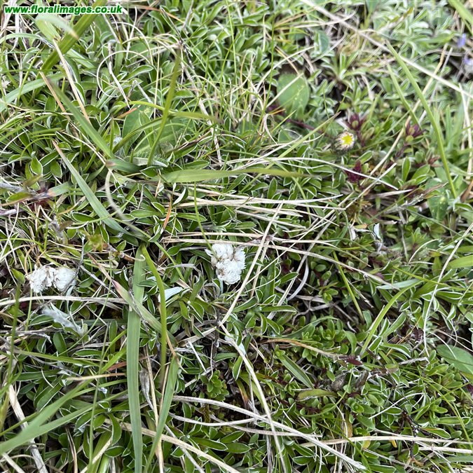 Antennaria dioica