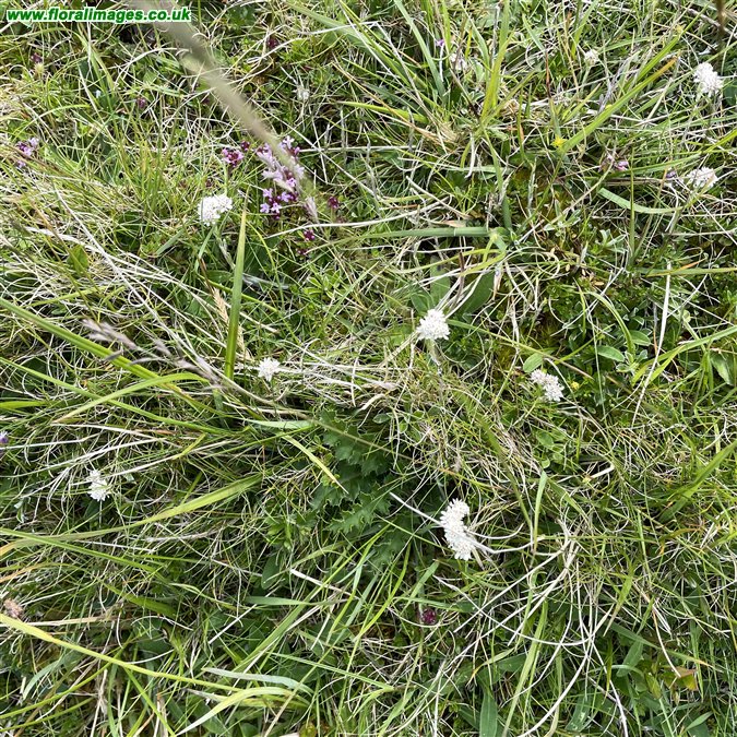 Antennaria dioica