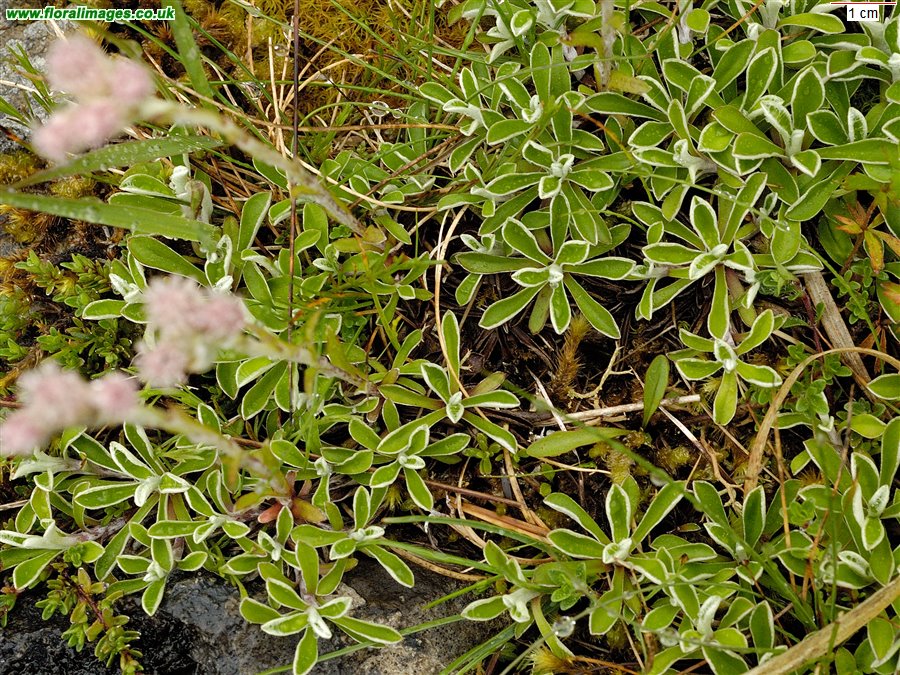 Antennaria dioica