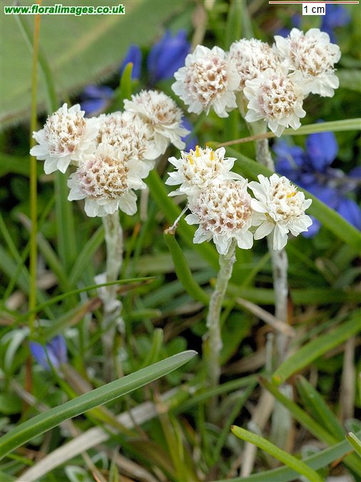 Antennaria dioica