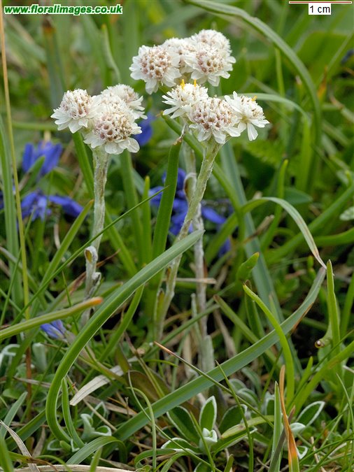 Antennaria dioica