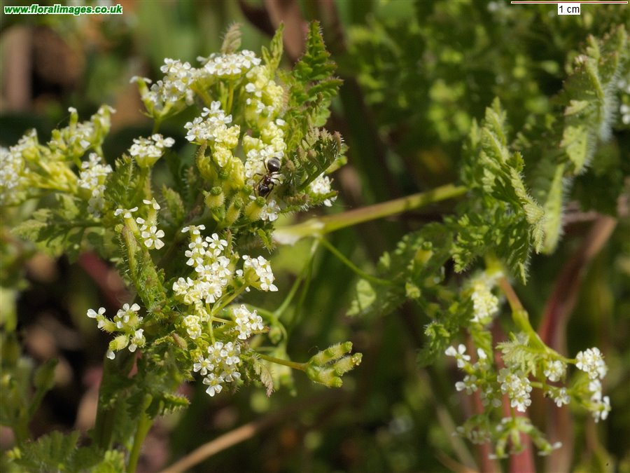 Anthriscus caucalis