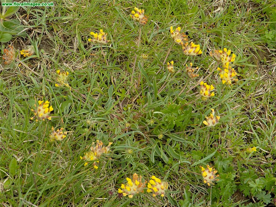 Anthyllis vulneraria