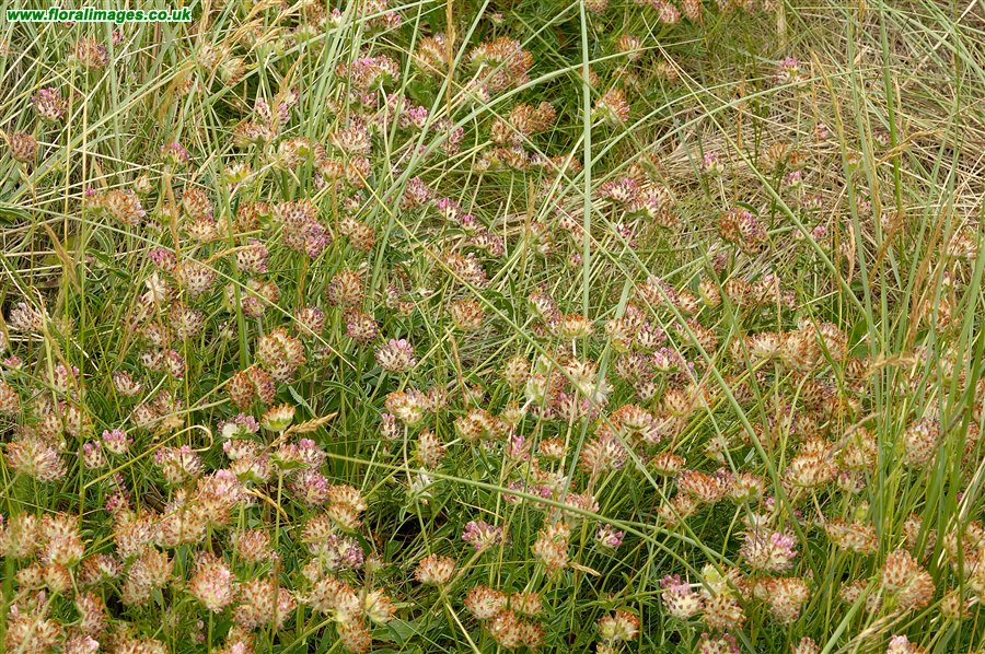 Anthyllis vulneraria