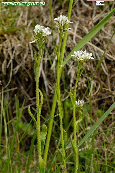 Arabis hirsuta