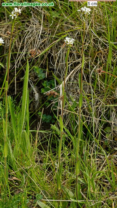 Arabis hirsuta