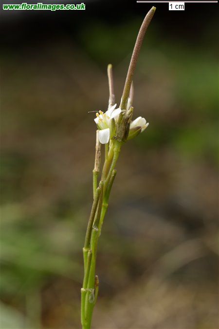 Arabis hirsuta