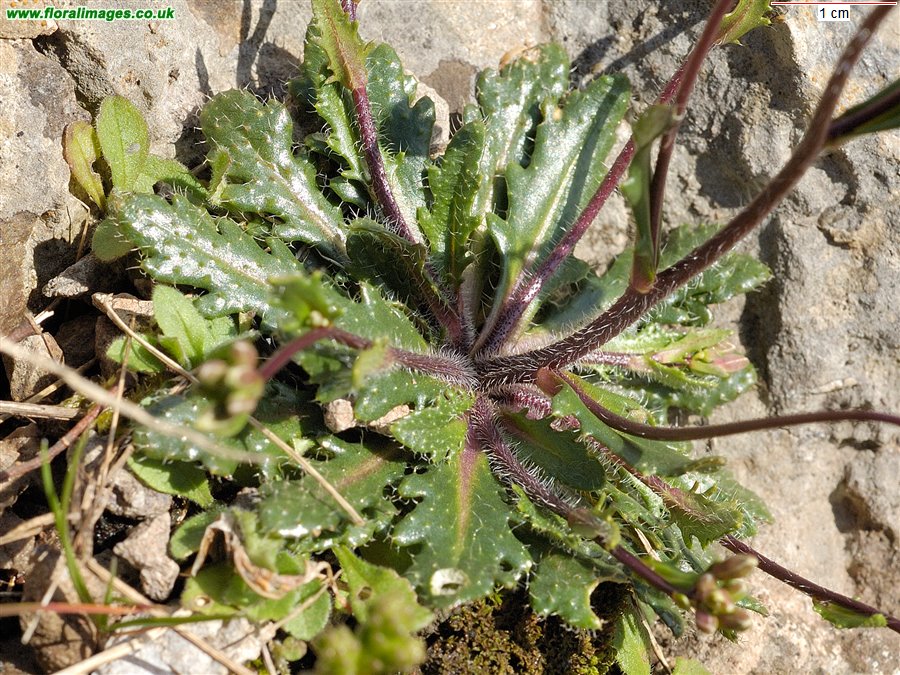Arabis scabra