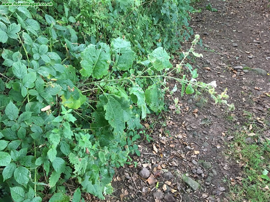 Arctium minus