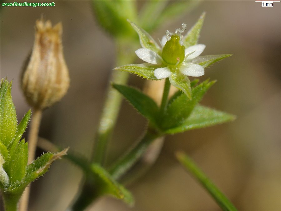 Arenaria serpyllifolia