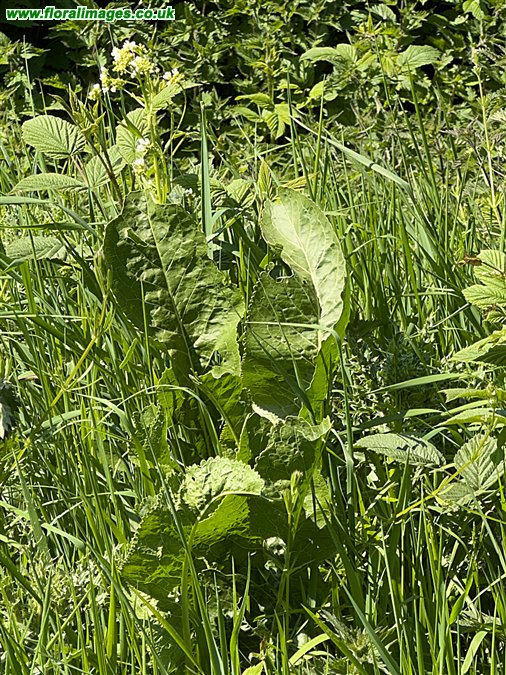 Armoracia rusticana