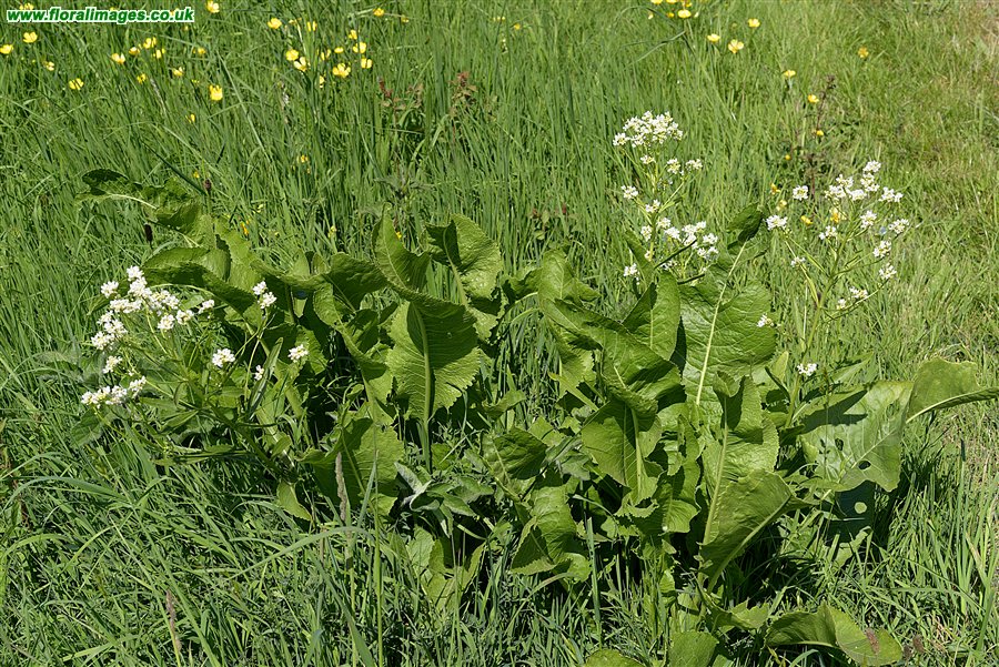 Armoracia rusticana