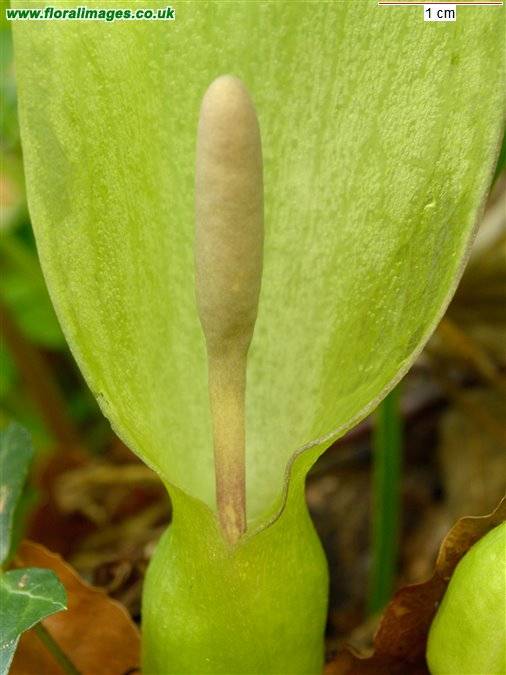 Arum maculatum