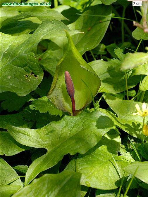 Arum maculatum