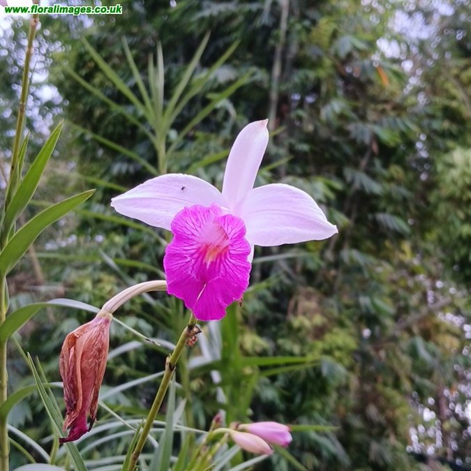 Arundina graminifolia