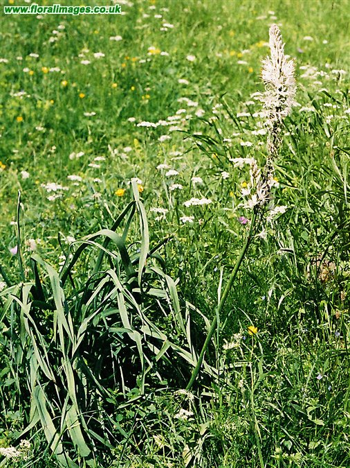 Asphodelus albus