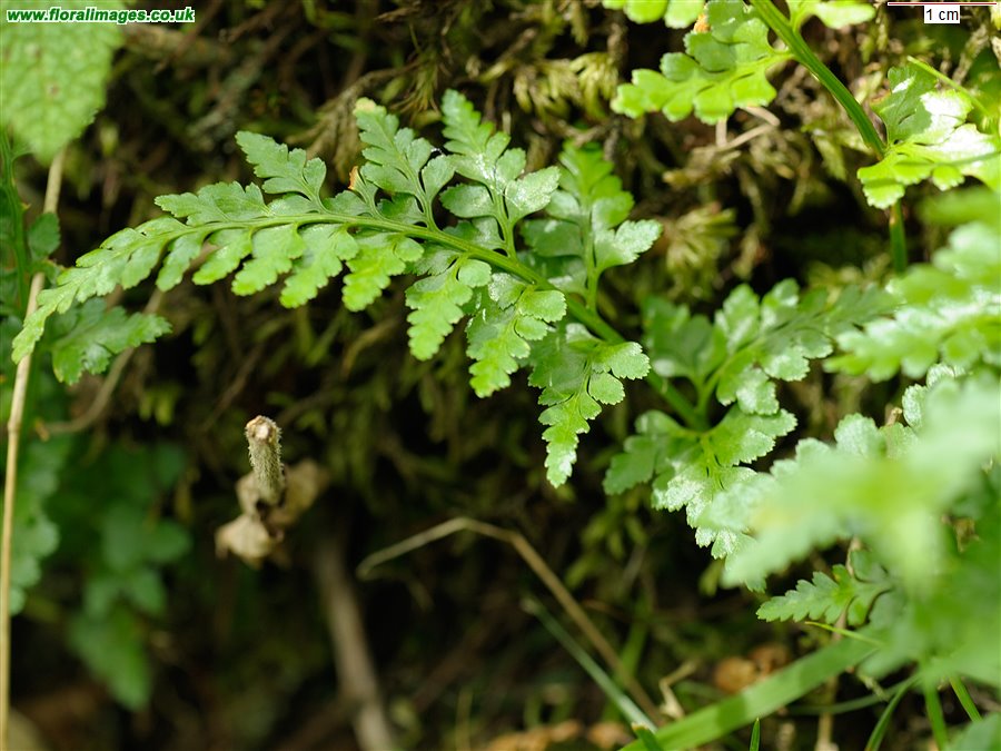 Asplenium adiantum-nigrum