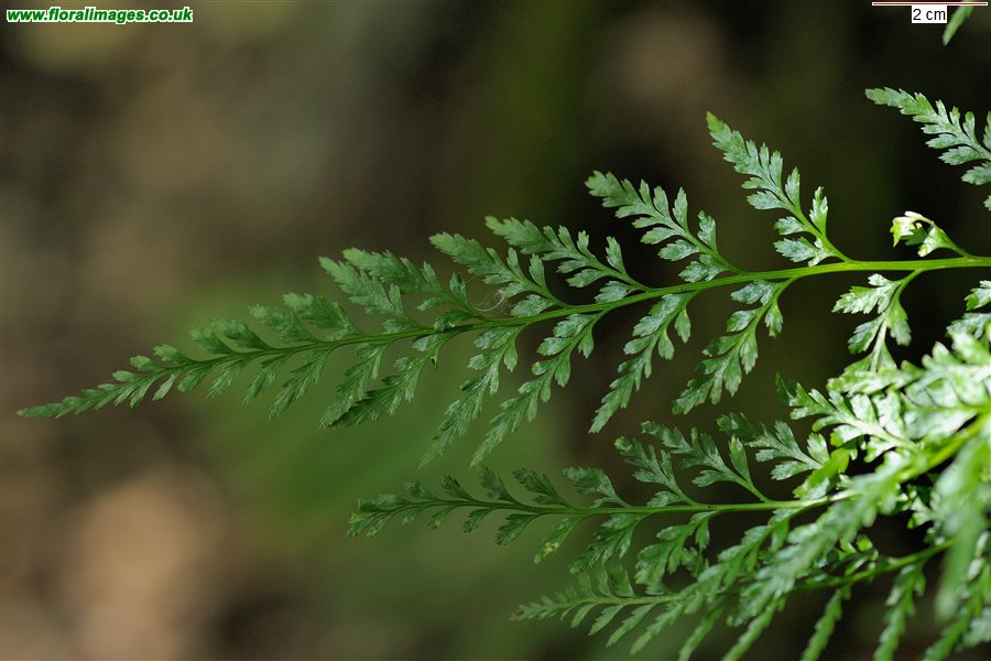 Asplenium adiantum-nigrum