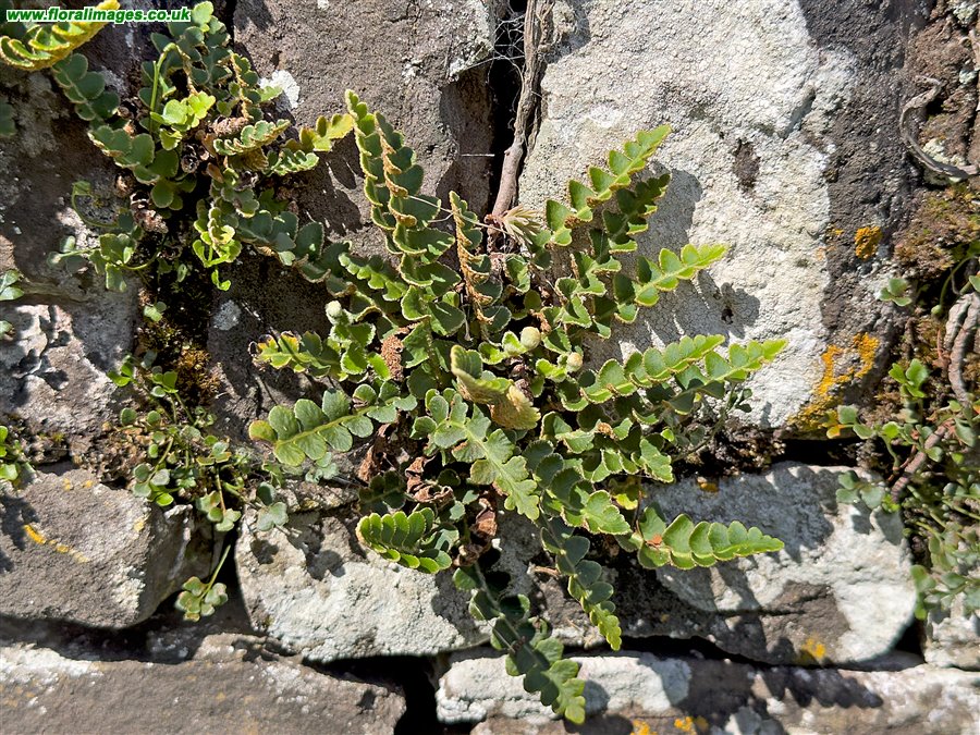 Asplenium ceterach