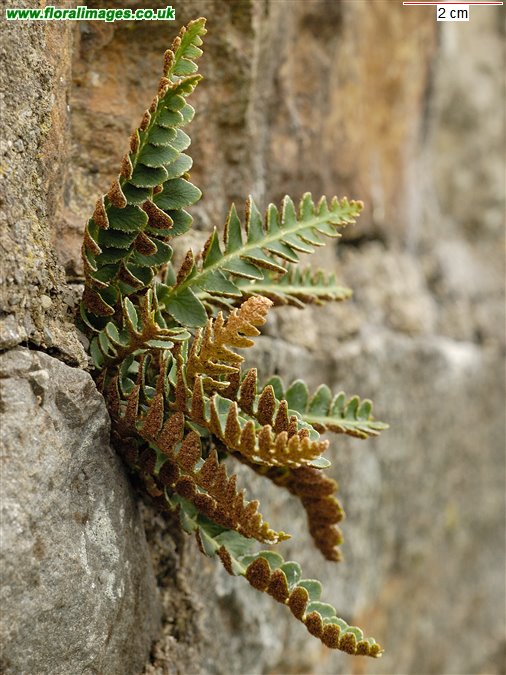 Asplenium ceterach