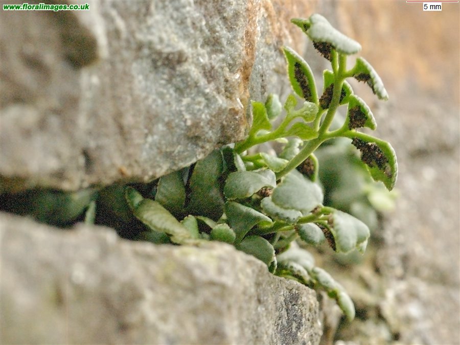 Asplenium ruta-muraria